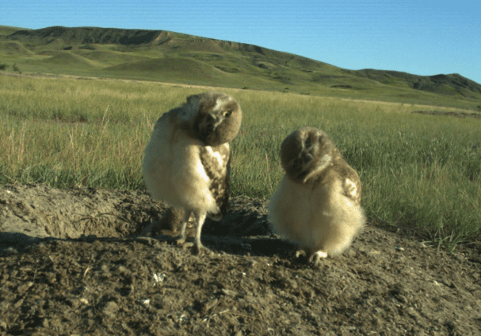 Young Burrowing Owls looking at the nest cam. Donate to the feeding program to help their survival.