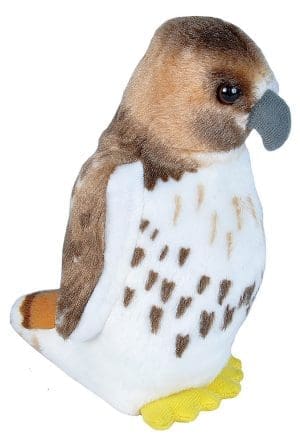 Audubon Red-tailed Hawk
