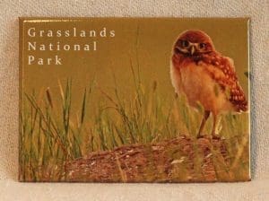 Robert Postma Magnet Burrowing Owl in Grasslands National Park