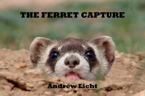 The Ferret Capture by Andrew Licht