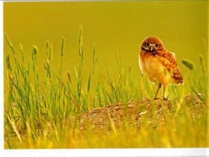 Robert Postma - Burrowing Owl - Grasslands Guardian - A New Day Notecard