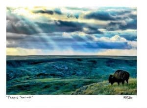 Sentinel Bison Notecard By Robert Postma