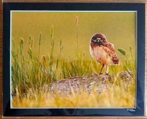 Robert Postma - Burrowing Owl - A New Day - Grasslands Guardians - Matted Print