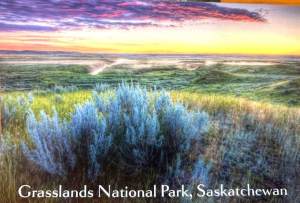 Grasslands Sunrise Postcard Robert Postma
