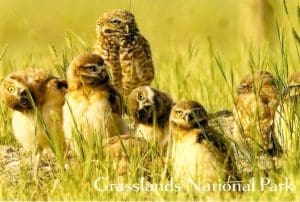 Burrowing Owl Postcard - Robert Postma