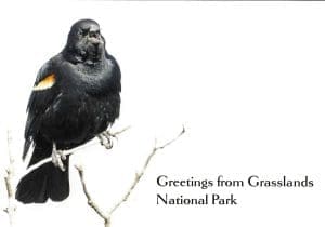 Red-winged Blackbird Greetings from GNP Postcard - Robert Postma