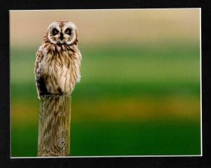 Short-Eared Owl Matted Print - Robert Postma