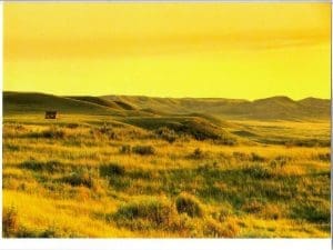 Robert Postma - Golden Stillness - Note Card