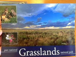 Evening on the Prairie - GNP Postcard