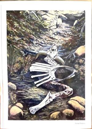 Diana Chabros - Bison Bones Notecard