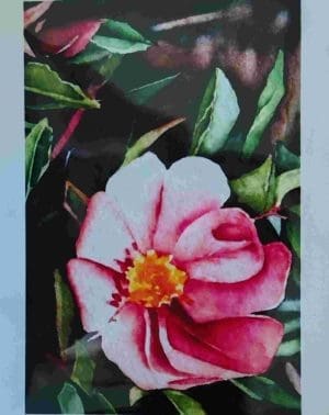 Prairie Rose Notecard - Catherine Macaulay
